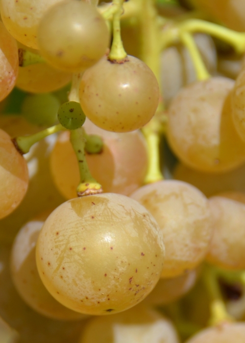 Villaris ANT 5326